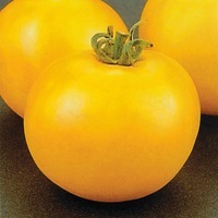  TOMATE RONDE TOMATE RONDE-LEMON BOY F1 (Solanum lycopersicum)-Graines non traitées - Graineterie A. DUCRETTET