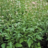 Graines potagères VERVEINE VERVEINE OFFICINALE (Verbena Officinalis) - Graineterie A. DUCRETTET