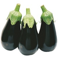  AUBERGINE AUBERGINE-BLACK PEARL F1 (Solanum melongena)-Graines biologiques certifiées - Graineterie A. DUCRETTET