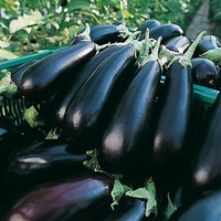 Graines potagères AUBERGINE FLAVINE F1 (Solanum melongena) - Graineterie A. DUCRETTET