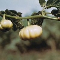 Graines potagères AUBERGINE N'DROWA ISSIA (Solanum melongena) - Graineterie A. DUCRETTET