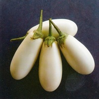  AUBERGINE AUBERGINE-ALKON F1 (Solanum melongena)-Graines non traitées - Graineterie A. DUCRETTET