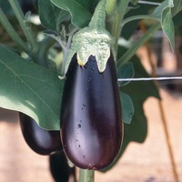  AUBERGINE AUBERGINE-PICOLA F1 (Solanum melongena)-Graines non traitées - Graineterie A. DUCRETTET