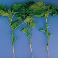 Graines potagères AMARANTHE A feuilles vertes (Amaranthus mangostanus) - Graineterie A. DUCRETTET