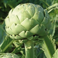 Graines potagères ARTICHAUT SAMBO F1 rempl par MADRIGAL (Cynara scolymus) - Graineterie A. DUCRETTET
