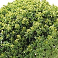 Graines potagères BASILIC BIO Fin vert nain compact (Ocimum basilicum) - Graineterie A. DUCRETTET