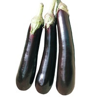  AUBERGINE AUBERGINE-ABRIVADO F1 (Solanum melongena)-Graines non traitées - Graineterie A. DUCRETTET