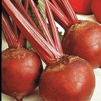 Graines potagères BETTERAVE BIO RHONDA F1 (Beta vulgaris) - Graineterie A. DUCRETTET