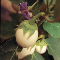  AUBERGINE AUBERGINE-BLANCHE RONDE A OEUF (White Egg) (Solanum melongena)-Graines non traitées - Graineterie A. DUCRETTET