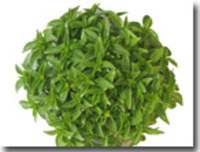 Graines potagères BASILIC Finissimo verde ou Grec (Ocimum basilicum) - Graineterie A. DUCRETTET