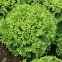 Graines potagères LAITUE BATAVIA - plein champ BIO CELTIC - Graineterie A. DUCRETTET