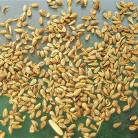 ANIS ANIS-VERT (Pimpinella anisum)-Graines non traitées - Graineterie A. DUCRETTET