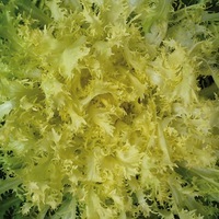 Graines potagères CHICOREE FRISEE BIO RECOLETA - Graineterie A. DUCRETTET