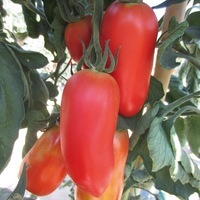  TOMATE ALLONGEE TOMATE ALLONGEE-GIULIETTA F1 (Solanum lycopersicum)-Graines non traitées - Graineterie A. DUCRETTET