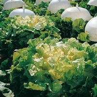 Graines potagères CHICOREE SCAROLE Grosse bouclée 2 - Graineterie A. DUCRETTET