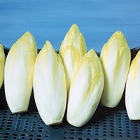 Graines potagères CHICOREE DE BRUXELLES ATLAS F1 (Cichorium intybus var. foliosum L.) - Graineterie A. DUCRETTET
