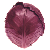 Graines potagères CHOU ROUGE VARNA F1 - Graineterie A. DUCRETTET