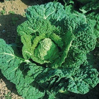 Graines potagères CHOU DE MILAN BIO Vorbote 3 (Brassica oleracera capitata saubadan) - Graineterie A. DUCRETTET