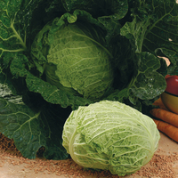 Graines potagères CHOU DE MILAN SAVOY KING F1 (Brassica oleracera capitata saubadan) - Graineterie A. DUCRETTET
