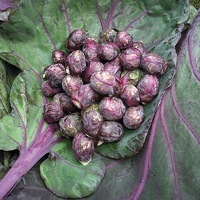 Graines potagères CHOU DE BRUXELLES RUBINE (Brassica oleracea gemmifera) - Graineterie A. DUCRETTET