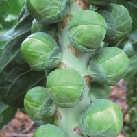 Graines potagères CHOU DE BRUXELLES NAUTIC F1 (Brassica oleracea gemmifera) - Graineterie A. DUCRETTET