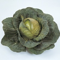 Graines potagères CHOU CABUS ELISA F1 (Brassica oleracera capitata alba) - Graineterie A. DUCRETTET