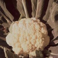  CHOU-FLEUR CHOU-FLEUR-Géant d'automne PRIMUS (ou de Toussaint) (Brassica oleracea var. botrytis)-Graines non traitées - Graineterie A. DUCRETTET