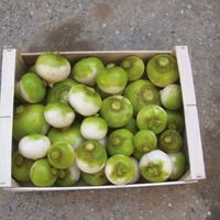 Graines potagères NAVET ALDERTON F1 - Graineterie A. DUCRETTET