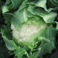 CHOU-FLEUR CHOU-FLEUR-BALBOA F1 (Brassica oleracea var. botrytis)-Graines biologiques certifiées - Graineterie A. DUCRETTET