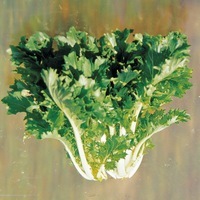 Graines potagères CHOUX ASIATIQUES DIVERS MIZUNA KYOTO (Brassica campestris japonica) - Graineterie A. DUCRETTET