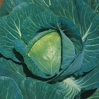Graines potagères CHOU CABUS BRADY F1 (Brassica oleracera capitata alba) - Graineterie A. DUCRETTET