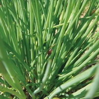  CIBOULETTE CIBOULETTE-COMMUNE (Allium schoenoprasum)-Graines non traitées - Graineterie A. DUCRETTET