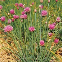  CIBOULETTE CIBOULETTE-COMMUNE (Allium schoenoprasum)-Graines biologiques certifiées - Graineterie A. DUCRETTET