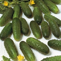 Graines potagères CORNICHON MARINDA F1 - Graineterie A. DUCRETTET