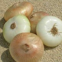 Graines potagères OIGNON DE LEZIGNAN (Allium cepa) - Graineterie A. DUCRETTET