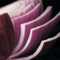 Graines potagères OIGNON BIO REDSPARK F1 - Graineterie A. DUCRETTET