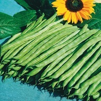 Graines potagères HARICOT A RAMES MANGETOUT BIO NECKARKONIG - Graineterie A. DUCRETTET