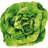 Graines potagères LAITUE ABRI TOUS TYPES BIO MARBELO rempl par TRISKEL - Graineterie A. DUCRETTET
