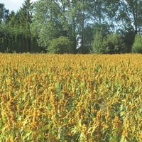  ENGRAIS VERT ENGRAIS VERT-QUINOA TITICACA (Chenopodium quinoa)-Graines non traitées - Graineterie A. DUCRETTET
