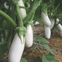 Graines potagères AUBERGINE Blanche (Solanum melongena) - Graineterie A. DUCRETTET