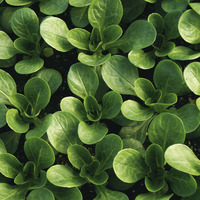 Graines potagères MACHE (ou Rampon ou Doucette ou Salade de blé) VIT (Valerianella locusta) - Graineterie A. DUCRETTET