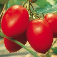 Graines potagères TOMATE ALLONGEE COLIBRI F1 (Solanum lycopersicum) - Graineterie A. DUCRETTET