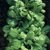 Graines potagères MACHE (ou Rampon ou Doucette ou Salade de blé) Verte de Cambrai (Valerianella locusta) - Graineterie A. DUCRETTET