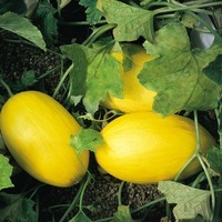 Graines potagères MELON TIMON F1 - Graineterie A. DUCRETTET