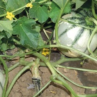 Graines potagères PORTE-GREFFE COURGE WS 5299 rempl par ROUTPOWER (COURGE N°3) (Cucurbita maxima x C. moschata) - Graineterie A. DUCRETTET
