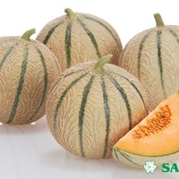 Graines potagères MELON MELIXIS F1 - Graineterie A. DUCRETTET