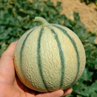 Graines potagères MELON MALTESE F1 - Graineterie A. DUCRETTET