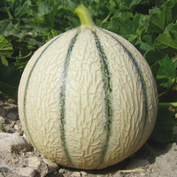 Graines potagères MELON ATERO F1 - Graineterie A. DUCRETTET