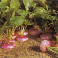 Graines potagères NAVET BIO de Milan rouge - Graineterie A. DUCRETTET