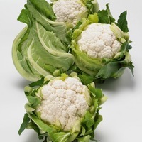 Graines potagères CHOU-FLEUR ANIQUE F1 (Brassica oleracea botrytis botrytis) - Graineterie A. DUCRETTET